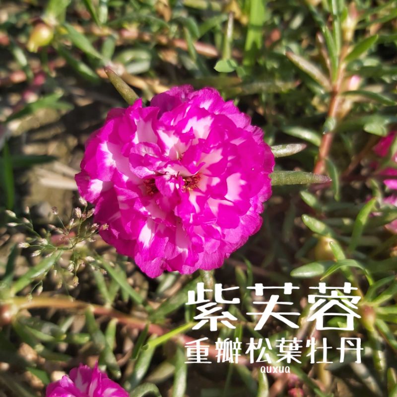 紫芙蓉☀️重瓣松葉牡丹☀️⁕特殊色⁕太陽花 枝條 一組 10枝 65元