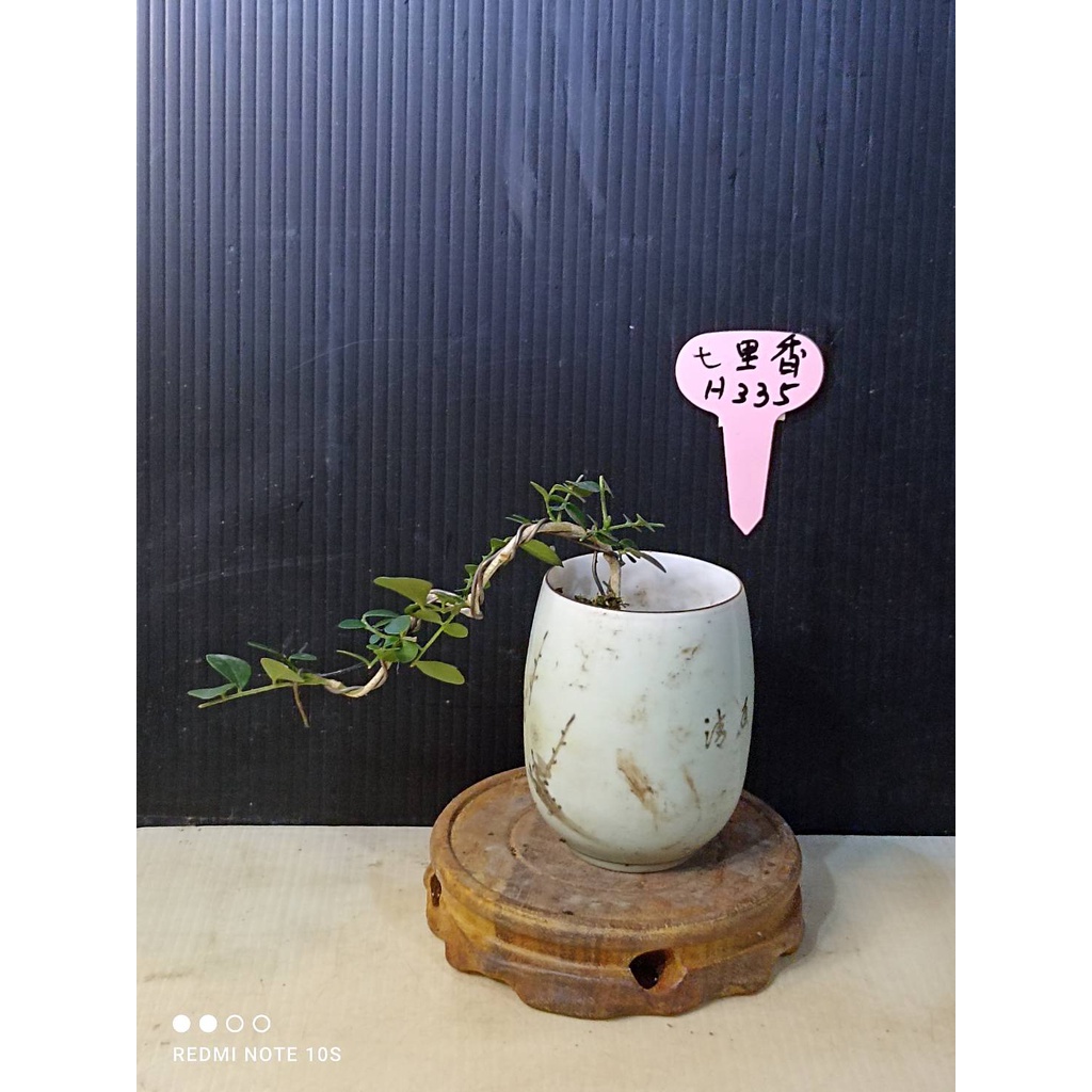 樂山   七里香  H335  觀賞用  小型盆栽