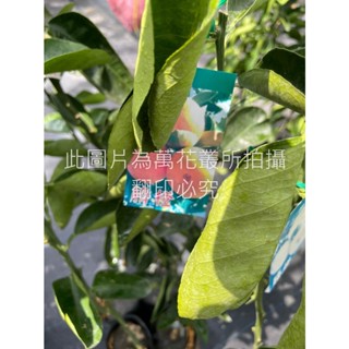 ☆萬花叢★水果苗【臍橙(嫁接苗)】★4吋黑軟盆★25-50cm☆