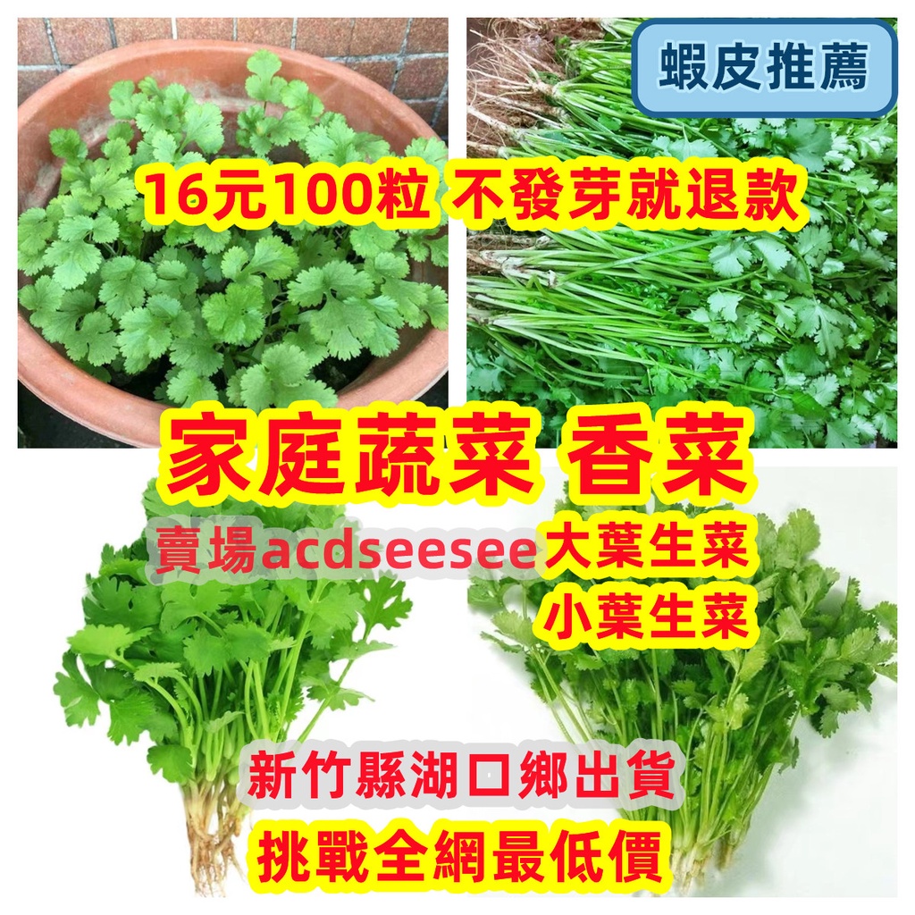 🔥🔥香菜種子 家庭庭院蔬菜 兩個月可收成 大葉香菜 小葉香菜 芫荽種子 四季種植不發芽就退款