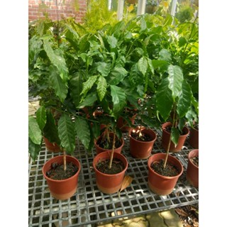 🎄綠世界🎄觀葉植物🎄咖啡樹(阿拉比卡)🎄6吋盆🎄