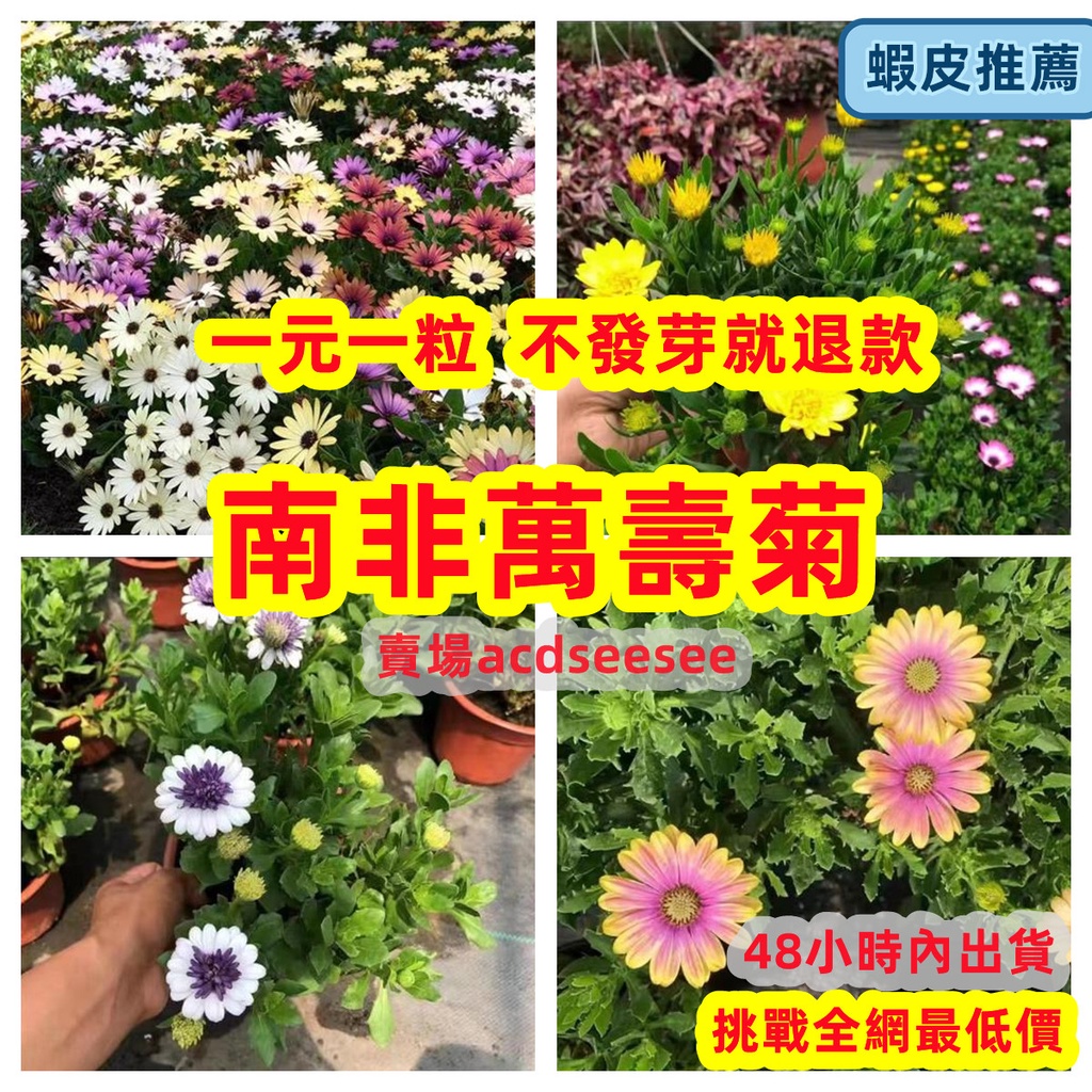 🔥🔥南非萬壽菊種子 重瓣藍目菊 非洲萬壽菊花籽  觀賞花卉種子【新竹縣湖口鄉出貨3-5天送達】