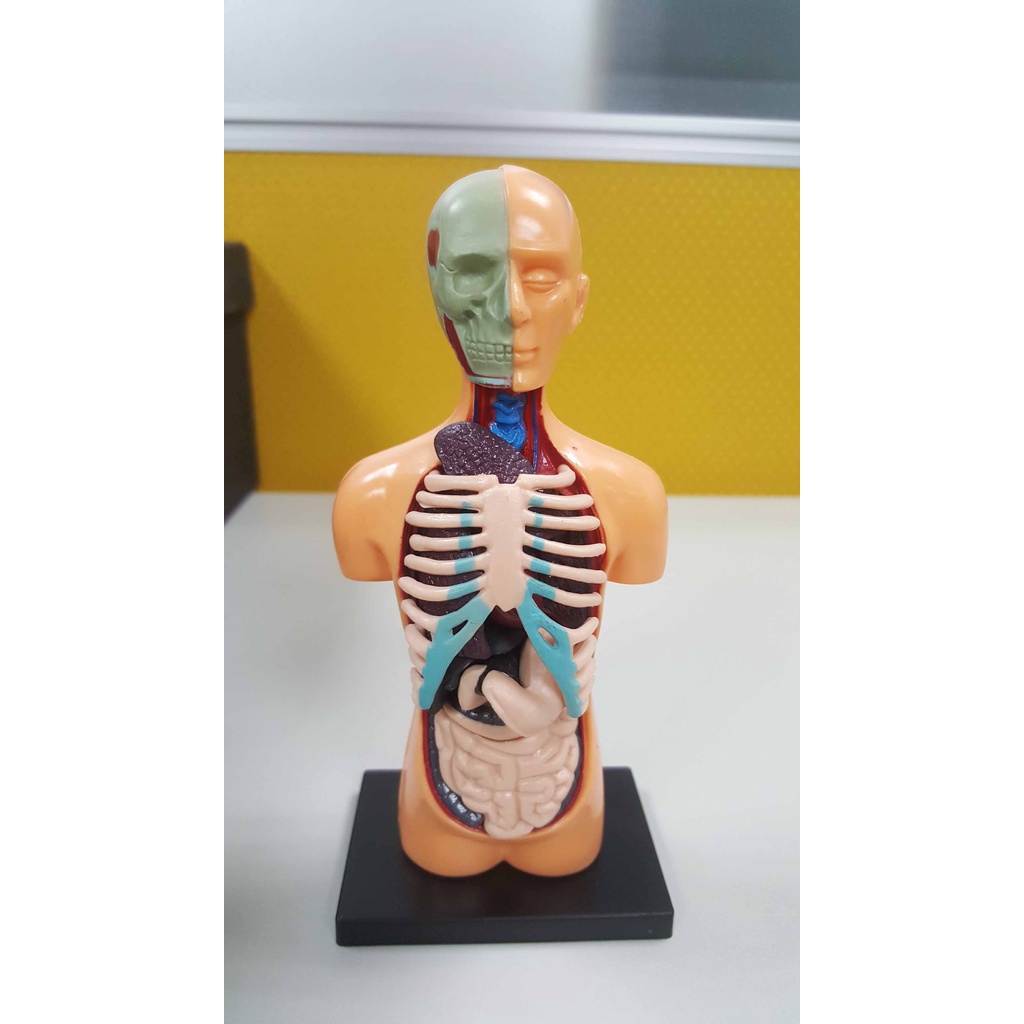 《4D MASTER》人體解剖教學模型系列 - 器官