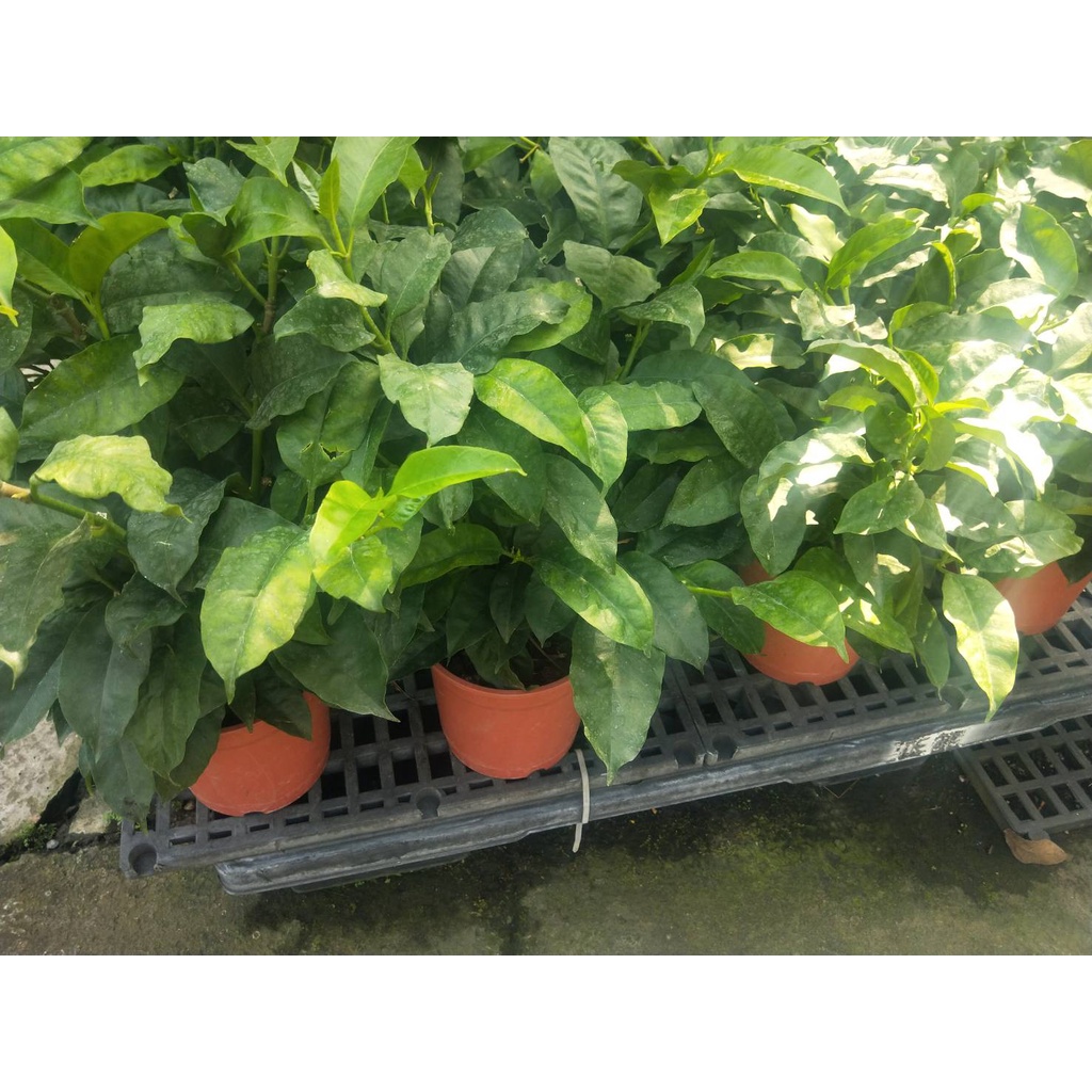 🎄綠世界🎄觀葉植物🎄火箭毬蘭(流星毬蘭)🎄5/6吋盆 🎄