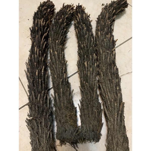 《泰懶天然資材》蛇木柱 鹿角蕨 蘭花 觀葉植物 爬藤植物 裝飾