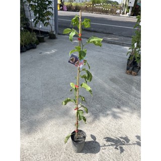 ★綠霖園藝★金三角百香果 4.5寸盆 嫁接苗 高度約80公分 室內植物/新興果樹/水果樹苗/果苗/嫁接/植物/盆栽