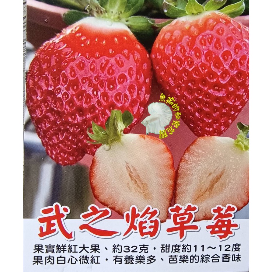 尚未開花結果 -耐熱草莓苗-［ 武之焰草莓盆栽 ] 5寸盆 新品種草莓苗～季節限定~ 先確認有沒有貨再下標!