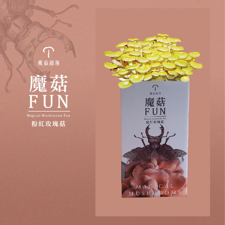 【魔菇部落】魔菇FUN-DIY種菇 黃金菇 DIY種菇 黃金菇 魔菇FUN 種菇 魔菇FUN 禮物 太空包