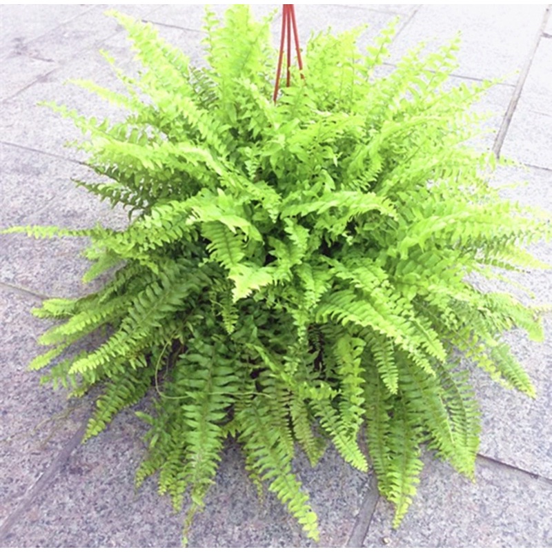 🪴艸艸屋🪴波士頓腎蕨 淨化空氣 陽台植物 爆盆植物
