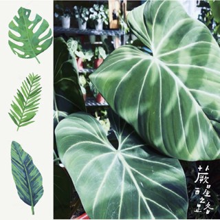 「蕨醒之路」圓柄錦緞 蔓綠絨Philodendron Gloriosum觀葉植物 網紅植物