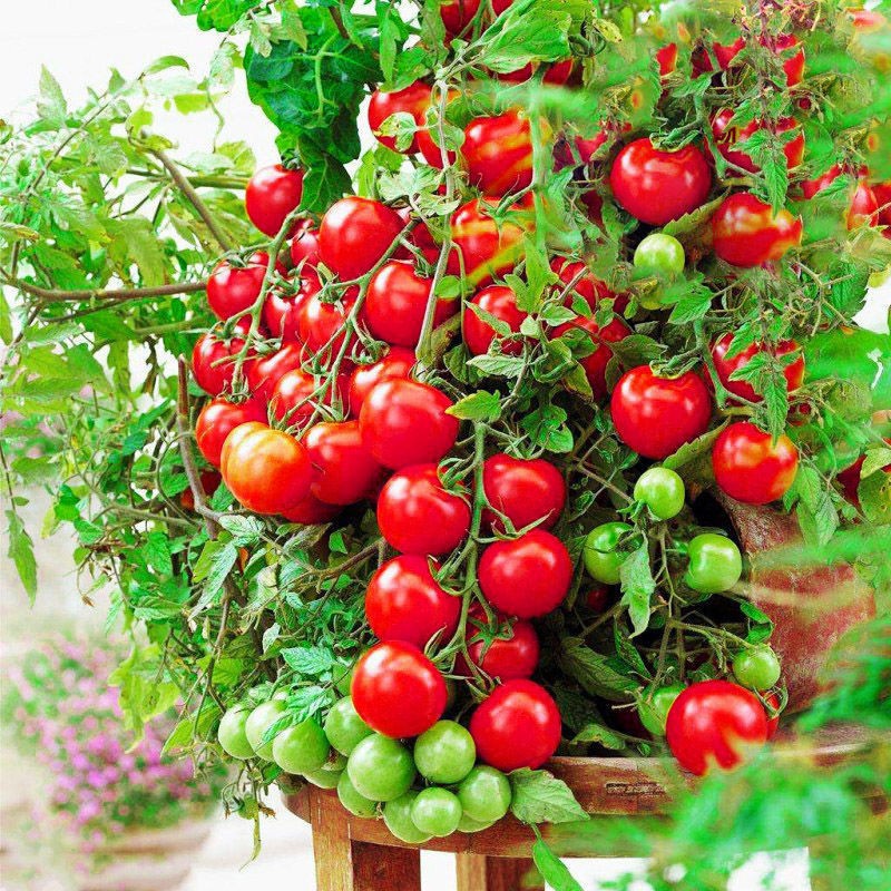 送園藝5件套 矮生番茄聖女果種子 蔬菜種子 櫻桃小番茄農傢四季春 種子