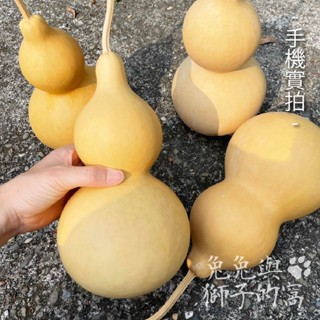 【臺灣出貨】 天然種植葫蘆 大葫蘆 葫蘆 中葫蘆 風水吊飾 風水擺飾 附紅色繩子