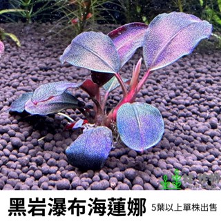 《林作物》稀有水草 黑巖瀑布海蓮納 辣椒榕 神秘草 辣椒 水中葉 前景 中景 陰性草 一般級 黑巖