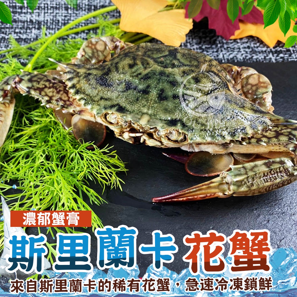 鮮甜生凍斯里蘭卡母花蟹【歐嘉水產】每隻300-400g  全家799免運 蝦幣10倍送