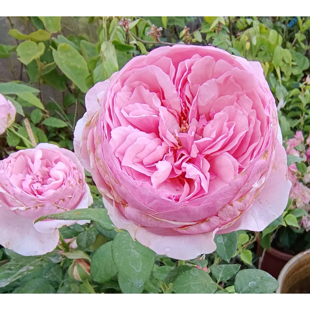 8吋盆 「品種隨機出! 粉紅色奧斯丁玫瑰花盆栽 新品種月季盆栽」 季節限定，不是隨時都有！先問清楚，不要直接下標