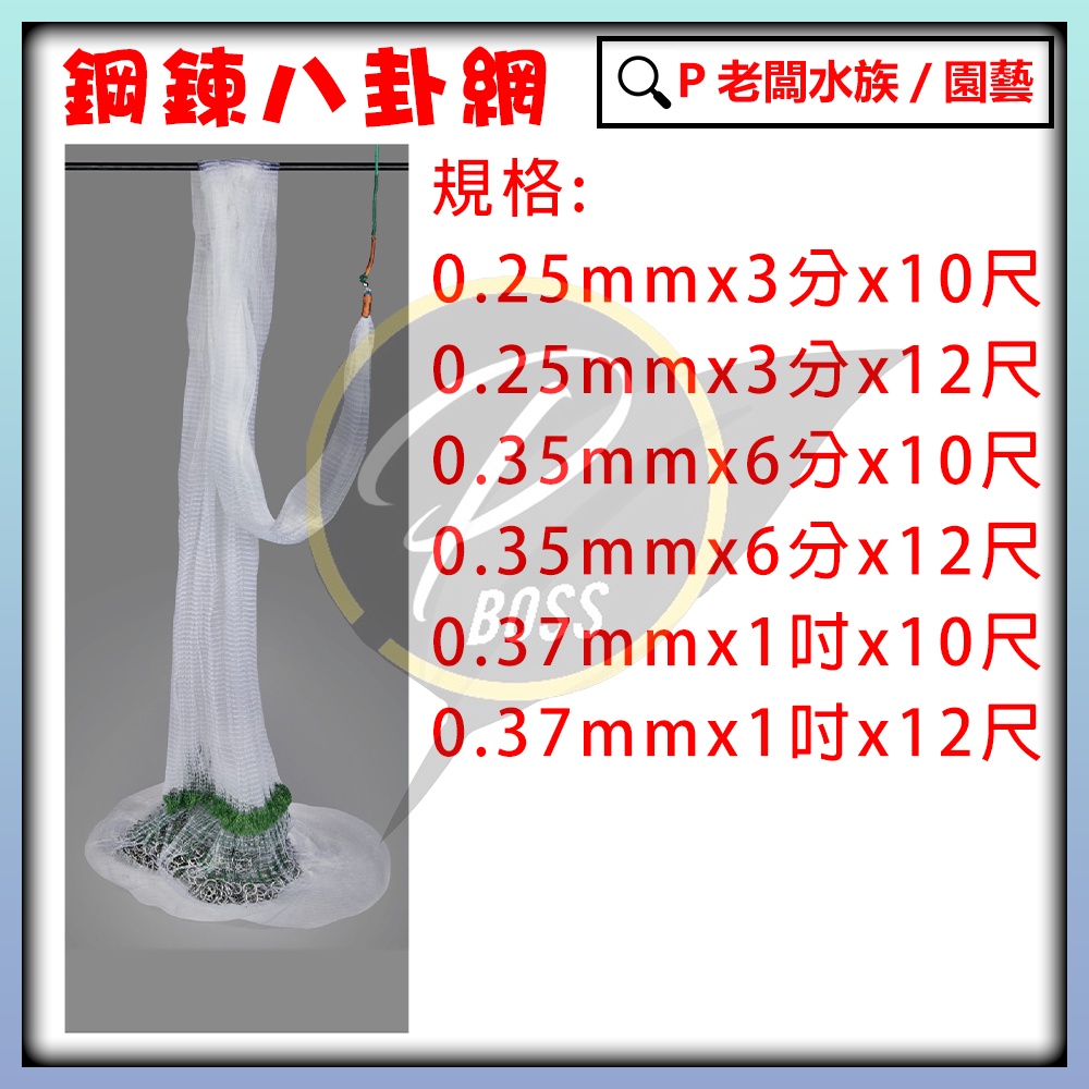 P老闆漁具~鋼鍊 八卦網 加重款韓式手拋網 八卦網 撒網 鋼鍊型 漁網 10尺 12尺