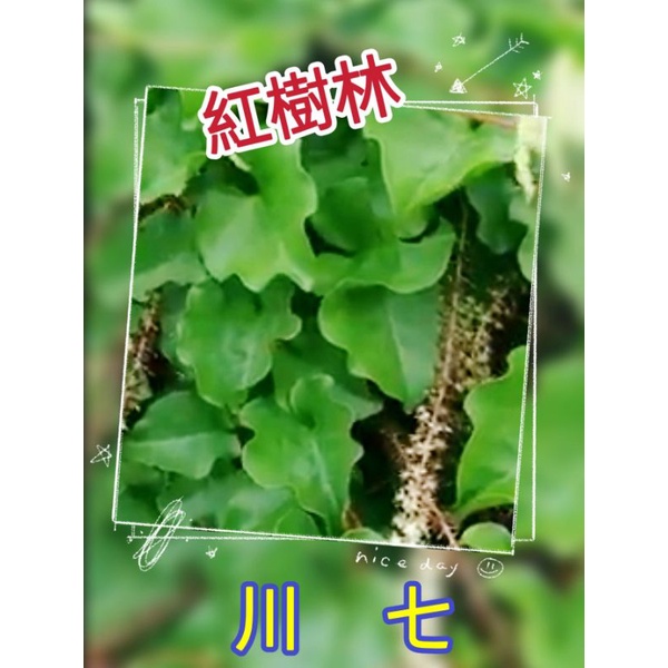 【紅樹林】川七苗/爬藤植物/最補的野菜~(裸根寄出/每株) (川七的零餘子/種子)