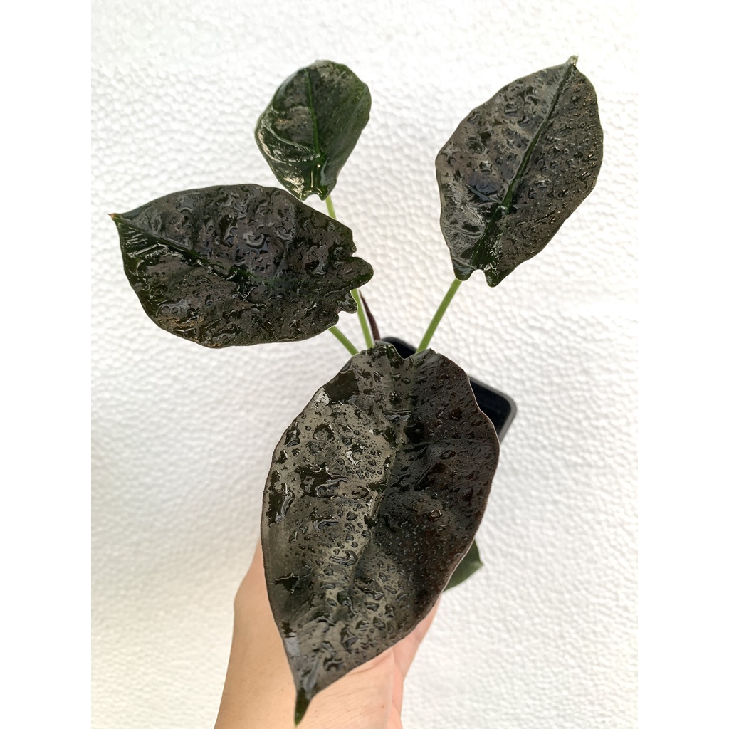 Alocasia infernalis 超黑'永夜'觀音蓮 /觀葉植物