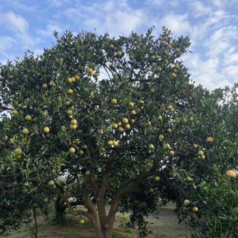 【嘉義園區傳統柳丁柳 紅肉柳丁品種】農曆年後 甜 富含維他命C 自產自銷 零售 批發 團購 揪團 支持小農農民 鮮甜多汁