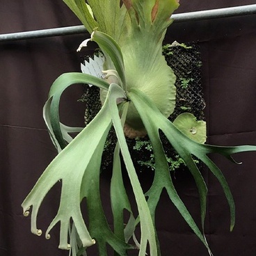 侏儒 爪哇 塔蘇塔 鹿角蕨 P.willinckii cv. Dwarf tatsuta 雨林 觀葉 斑葉 小李植栽