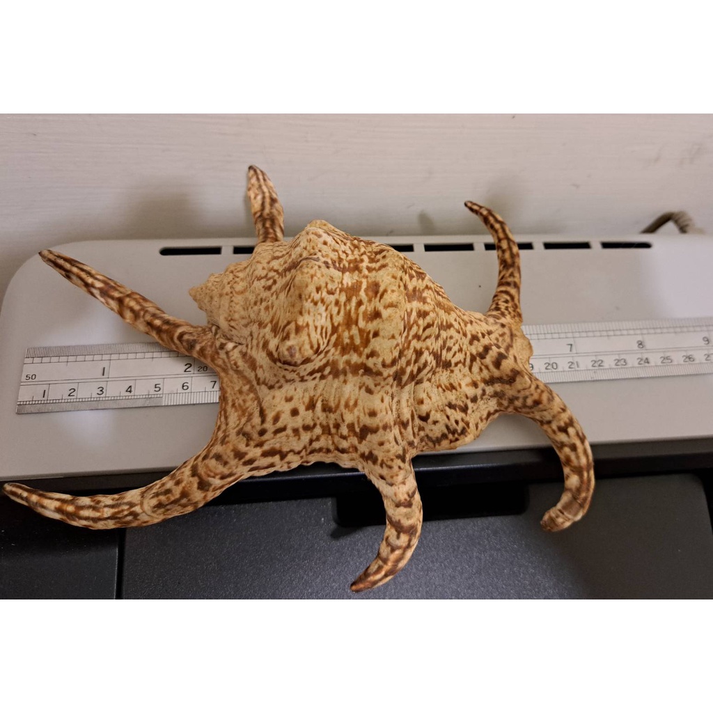 裝飾品 魚缸水族造景 蜘蛛螺 天然貝殼 大貝殼 六角螺 天然大海螺 水字蜘蛛螺