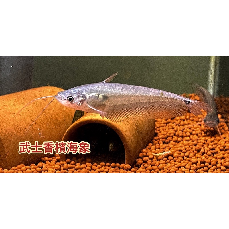 大型魚 優惠推薦 22年12月 蝦皮購物台灣