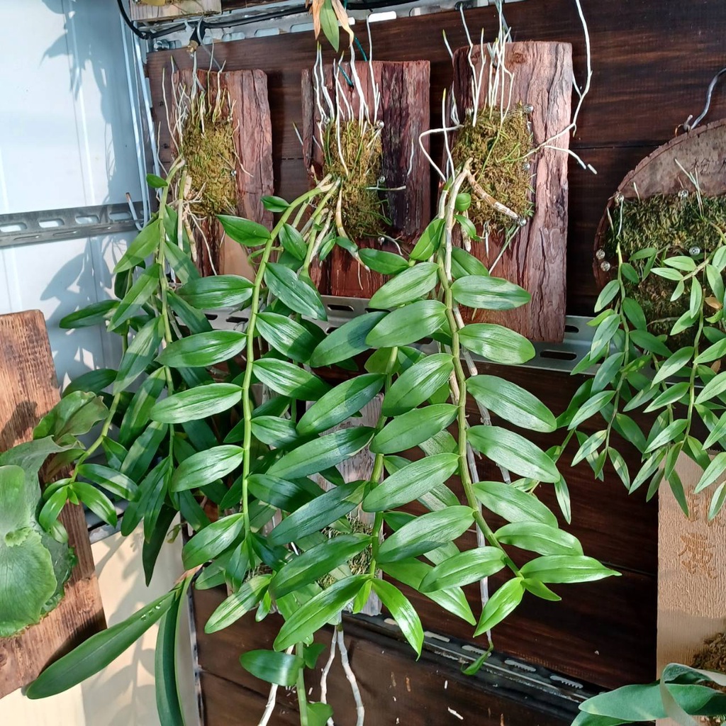 客製石斛蘭植栽-18棒石斛(樹皮植栽)×3＋小品植栽(紅玫瑰石斛×3+天宮石斛×2)