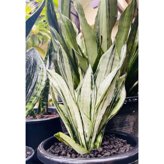 月光綠鬼虎尾蘭Sansevieria trifasciata‘Brazilian Moonshine’