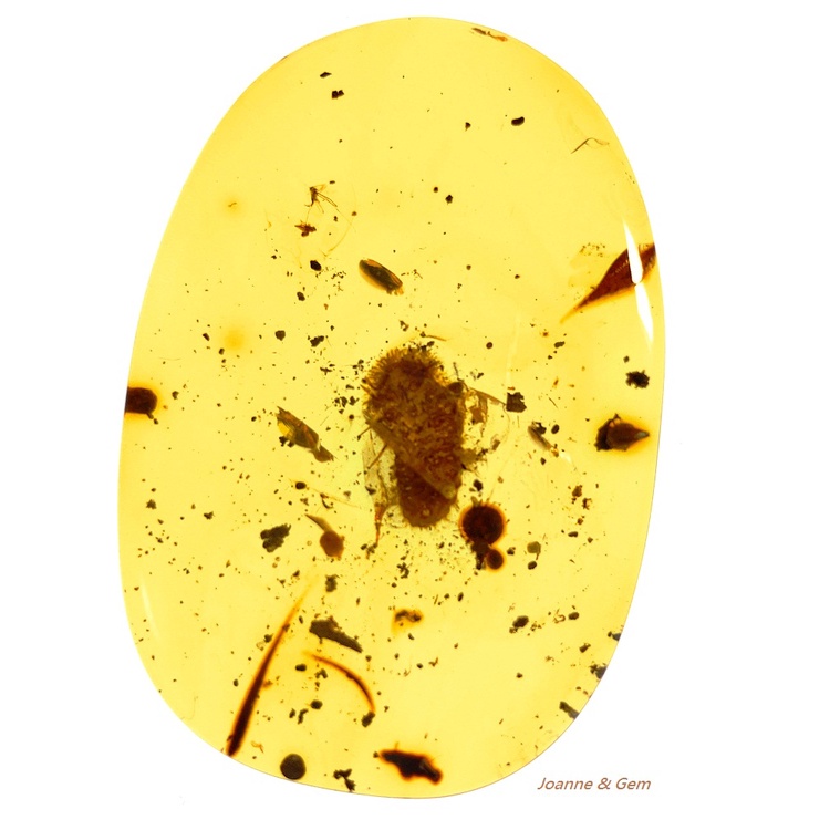 緬甸琥珀-【大介殼蟲(Coccoidea)】~緬甸北部胡康河谷 -來自白堊紀地球的古老記憶