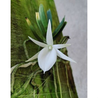 風蘭 優惠推薦 23年2月 蝦皮購物台灣