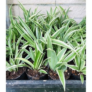 吊蘭 單藥花 夏菫 折鶴蘭 水培植株耐陰室內植物淨化空氣 全館購物滿199元不含運費才出貨 蝦皮購物