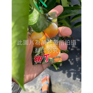 ☆萬花叢★水果苗【柳丁(嫁接苗)】★4吋黑軟盆★25-50cm☆