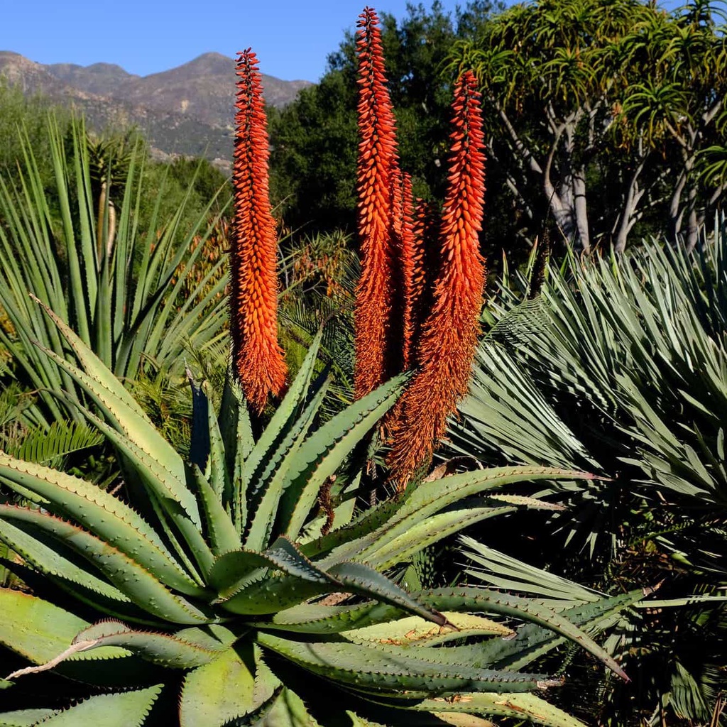 Aloe ferox  青鱷蘆薈 種子