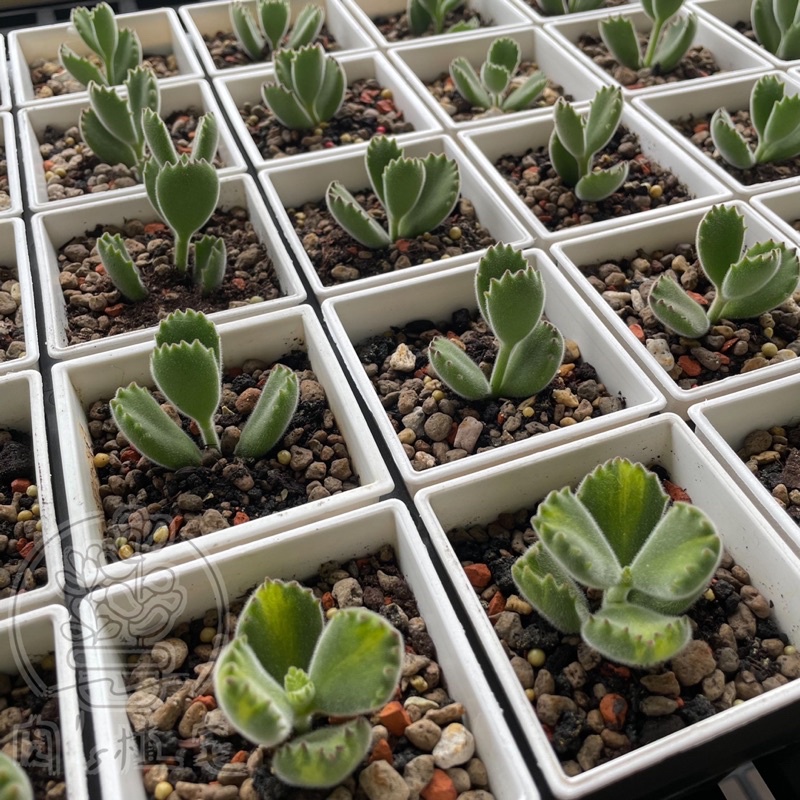 肉 S植宅 多肉植物熊童子綠熊黃熊熊掌系列3吋盆 穩根植株 含盆寄送 蝦皮購物