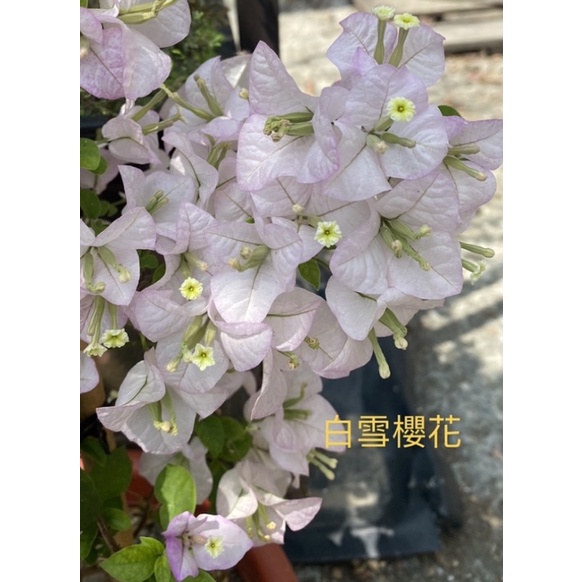 九重葛～白雪櫻花 斑葉（麗娜） 九重葛