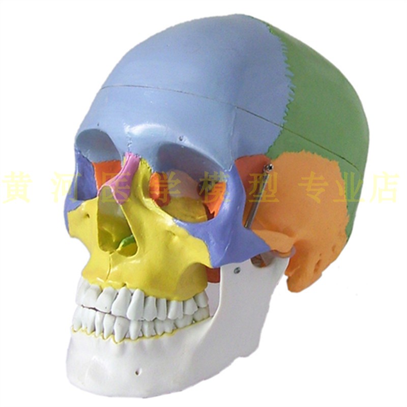 彩色 人體頭顱骨模型 頭骨色性分離模型 1：1仿真頭骨帶頸椎模型 領創HHYX