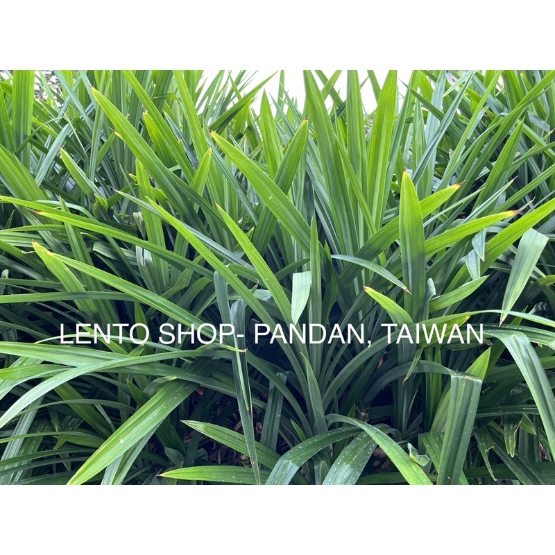 LENTO SHOP - 台灣 新鮮現採 班蘭葉 香蘭葉 Pandan Leaf 半斤 &amp; 1斤 出貨地:台南