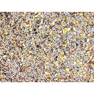 優旺寵物 鴿子飼料 10臺斤 6kg 50臺斤 30kg 適用於賽鴿 中大型鸚鵡 鼠類 兔子 斑鳩 綜合鴿子飼料 鴿料