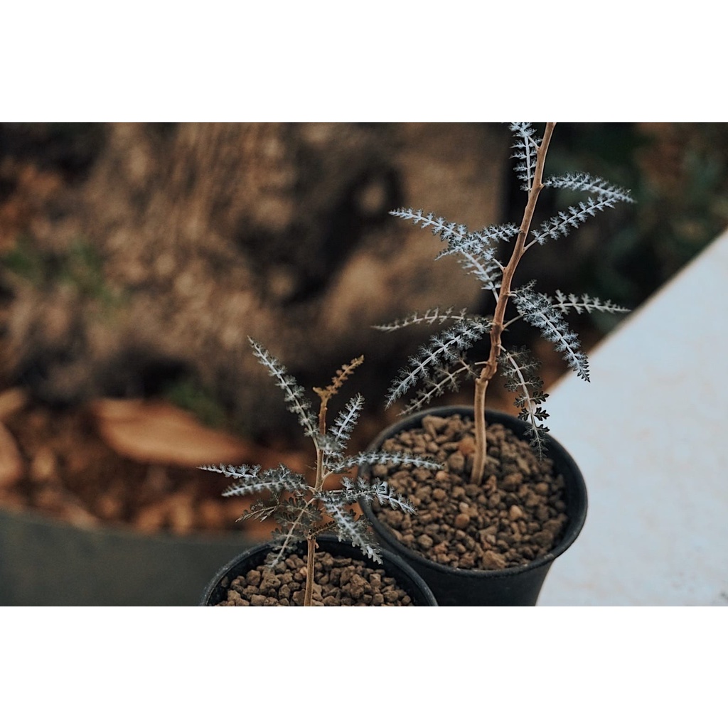 ボスウェリア エロンガータ Boswellia 大株