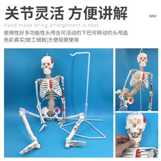 85CM人體骨骼模型 170CM骨架人體模型成人小骷髏教學模型脊椎全身 領創HHYX