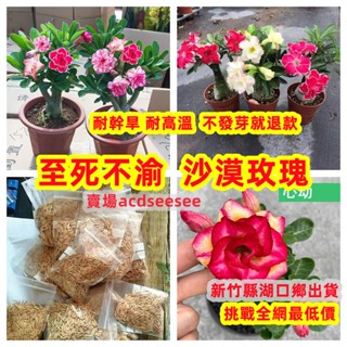 🔥🔥沙漠玫瑰種子 耐高溫耐乾旱 重瓣沙漠玫瑰羊角玫瑰 稀有品種 觀賞花卉種子【新竹縣湖口鄉出貨3-5天送達】