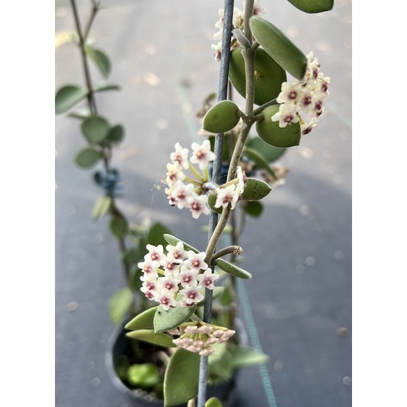 《霧植》香毬蘭Hoya nummularioides