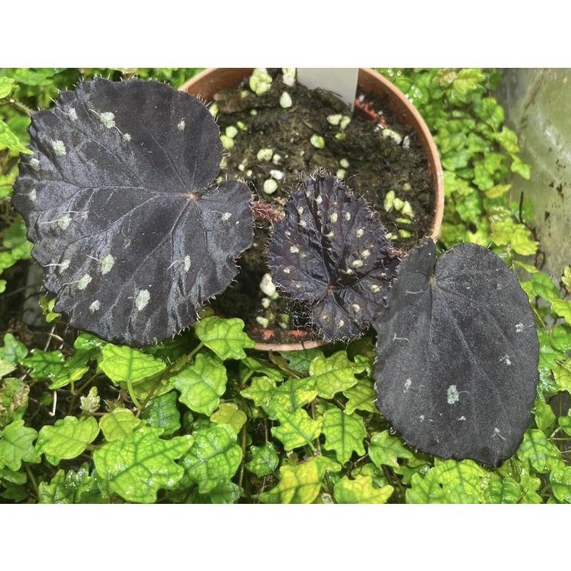 Begonia ‘HYC’s Starry Night’ / 星夜秋海棠