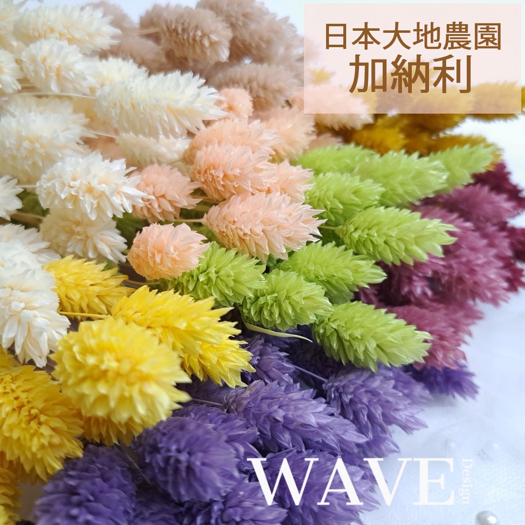 《WAVE Design 》日本大地農園 加納利 寶石草 乾燥花 花材 永生花 不凋花 天然乾燥花 花束 捧花 手