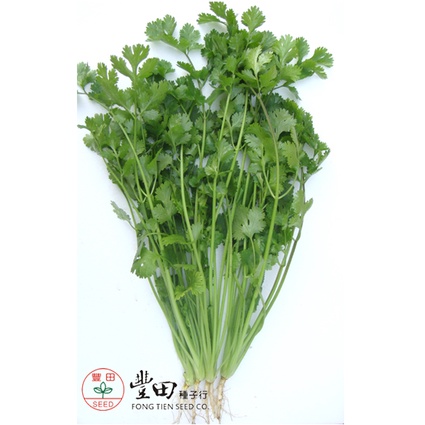 【野菜部屋~】O10 遠香特選香菜種子13.5公克 , 極耐熱芫荽 , 慢抽苔 , 產量高 , 每包16元 ~