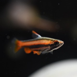 基隆魚仔鋪水族工作室 線上商店 蝦皮購物