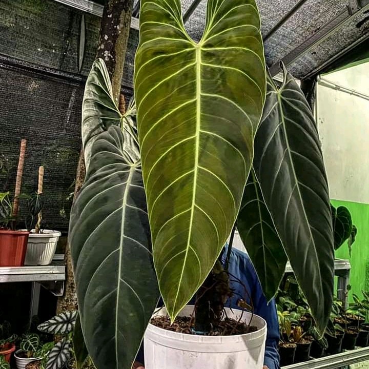 Philodendron melanochrysum 絨葉蔓綠絨｜觀葉植物｜鹿角蕨｜斑葉｜婚禮小物｜室內植物｜盆栽｜