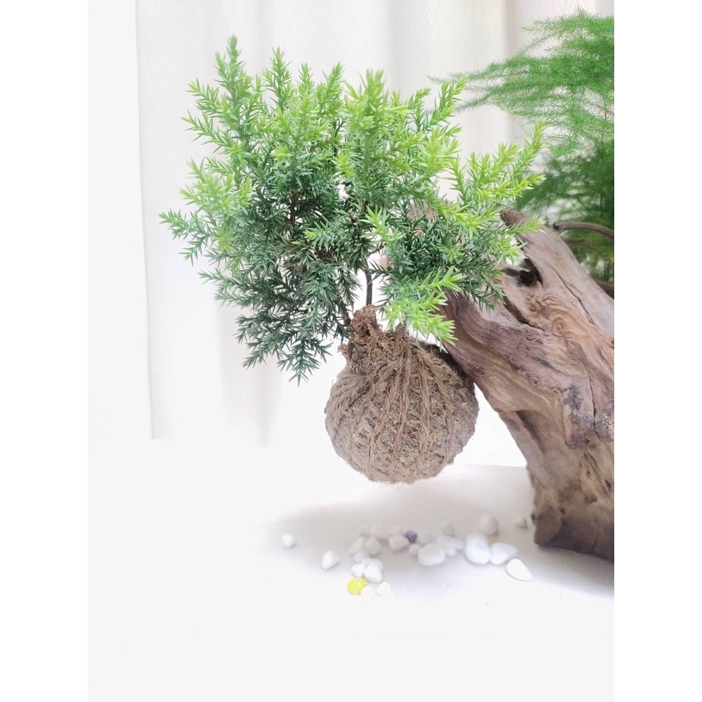 《Kamata🌈》苔球☘️ 黃金千層龍柏 ☘️觀賞植物 綠化空間 手作苔球  居家小品 桌上型苔球 療癒系苔球 造景盆栽