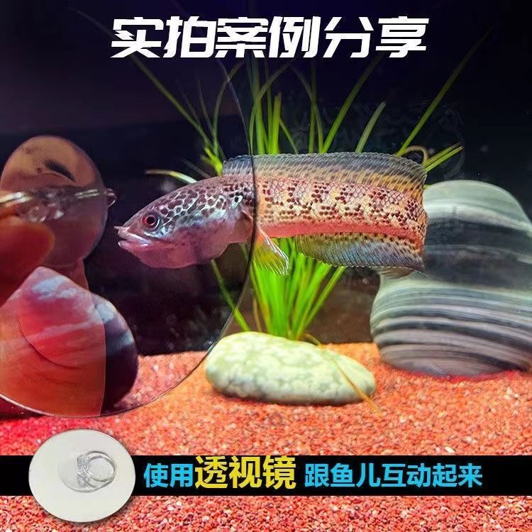 雷龍魚訓練鏡子 鬥魚雙面透明鏡 鼓腮咬缸外逗魚指環扣專用透視鏡T4