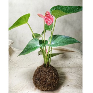 苔球(直徑約8-9cm)/火鶴花🌱//造景盆栽/上板植物/文青小品/療癒蕨品/家居飾品/鹿角蕨上板/🌿漂流木手工蕨品坊🌿